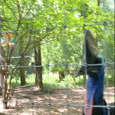 gif of a Cassowary