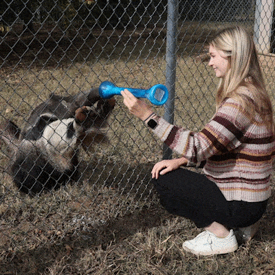 gif of woman feeding a giant anteater
