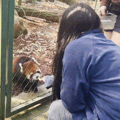 gif of a red panda