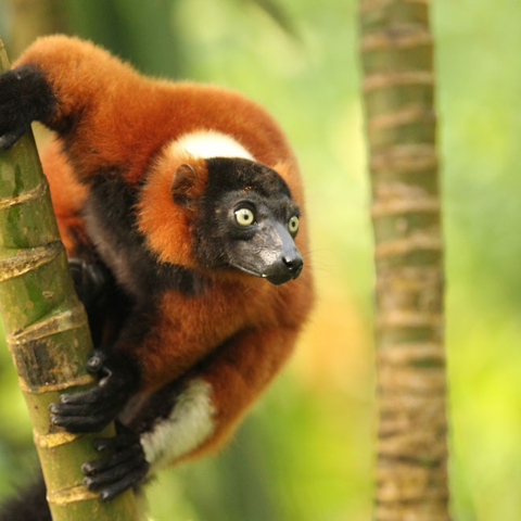Red Ruffed Lemur 