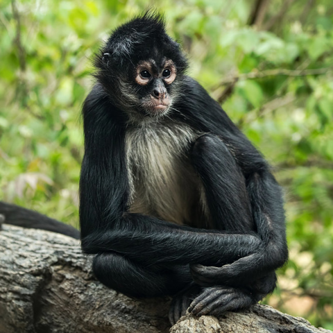 Mexican Spider Monkey 