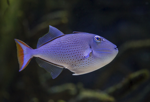 Red-tail triggerfish swimming in water
