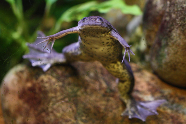African clawed frog in water