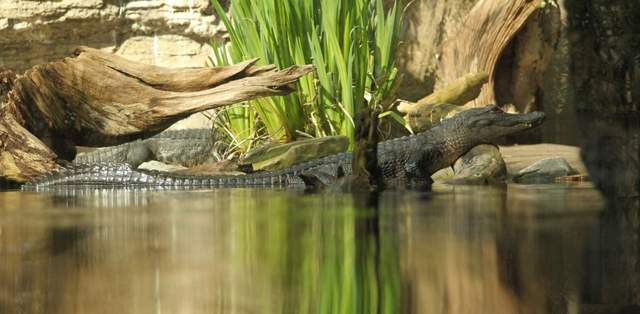 American alligator lying on rocks half submerged