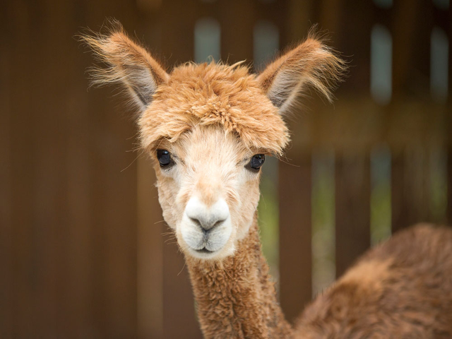 Close-up of an alpaca