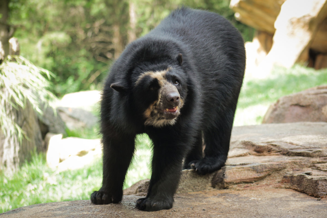 Andean bear standing on a rock