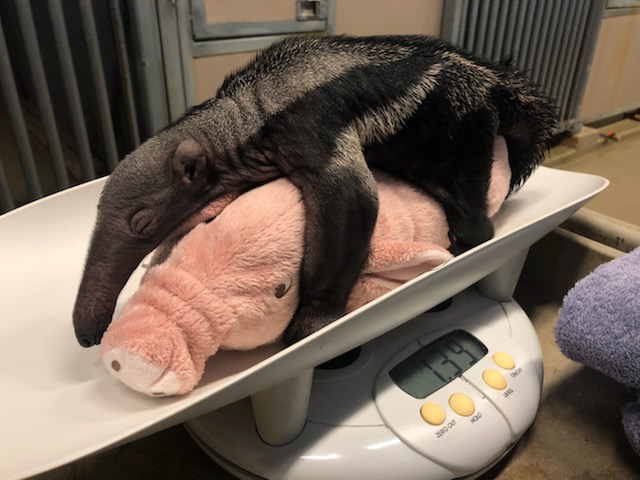 baby giant anteater being weighed