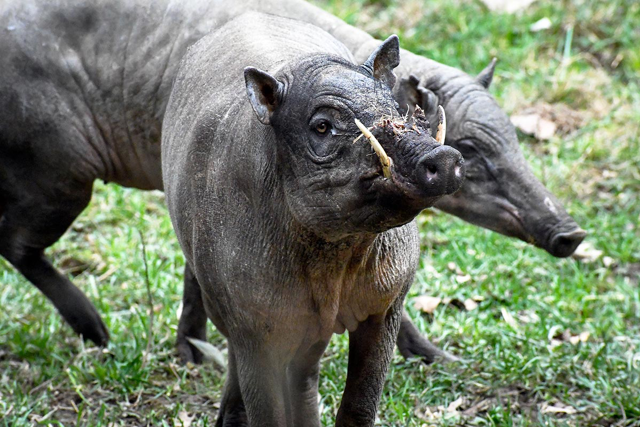 Two Sulawesi babirusa foraging for food