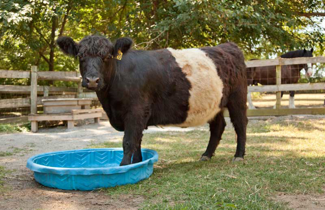 Belted galloway standing in a kiddie pool