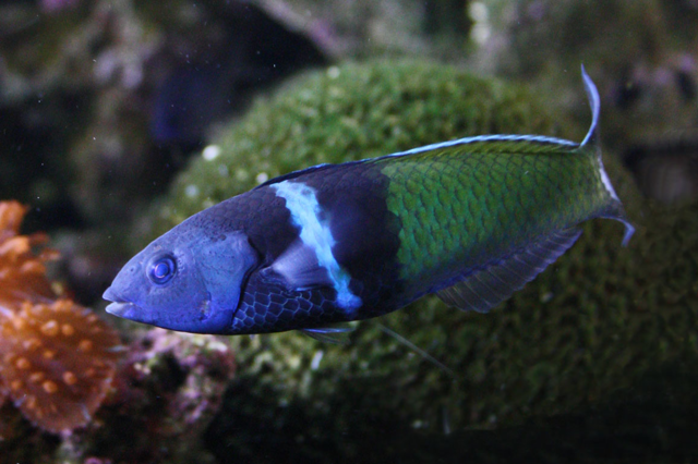 Bluehead wrasse swimming in water
