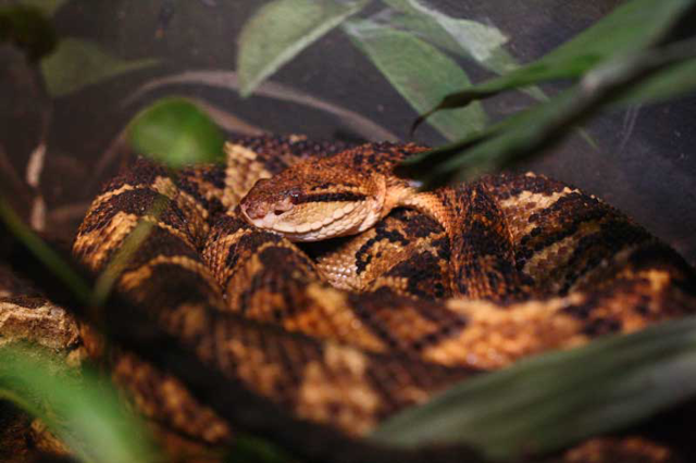 South American bushmaster coiled up