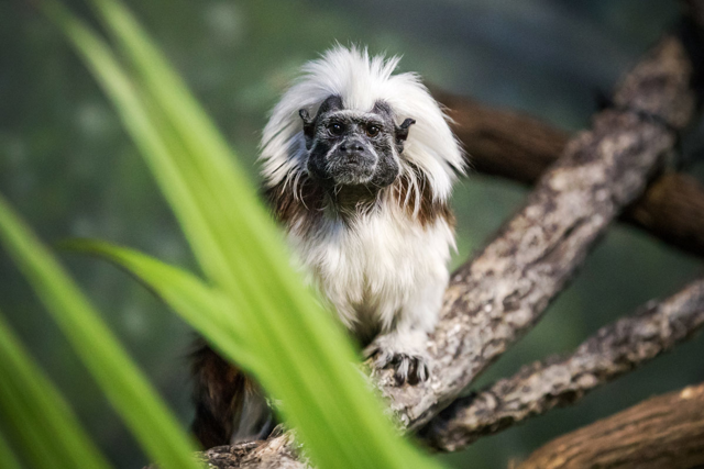 Cotton-top tamarin perched on a branch