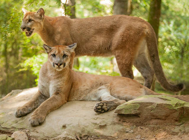 Two cougars on top of rocks