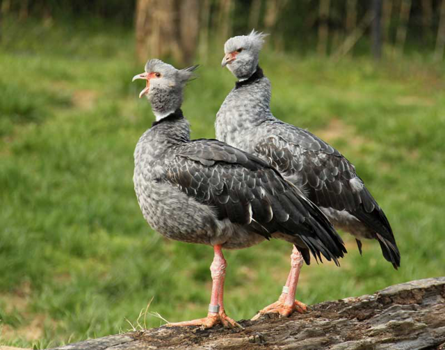 Two southern crested screamers standing on a log