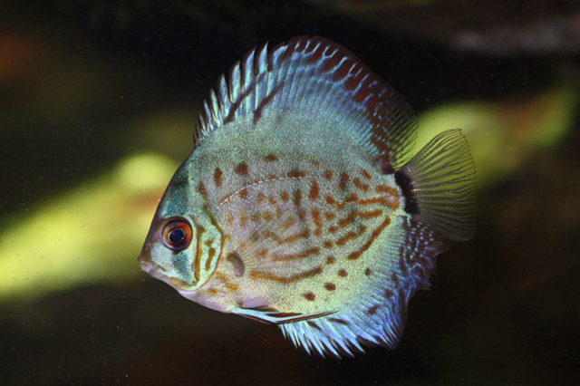 Blue discus swimming in water