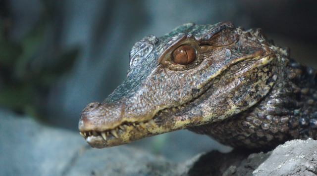 Dwarf Caiman close up of face