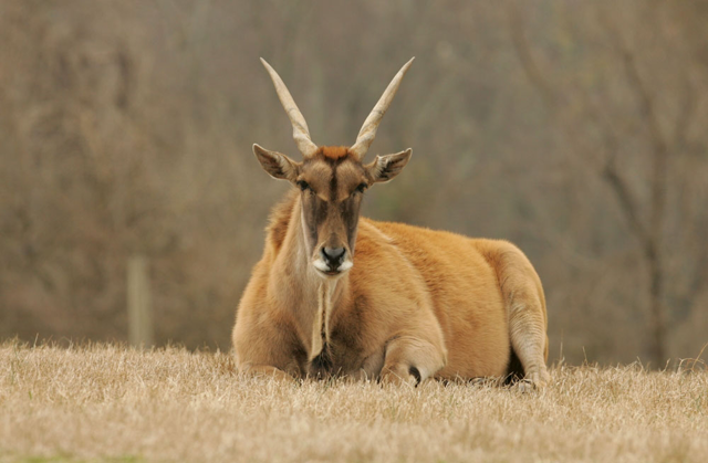 Eland lying down in a field