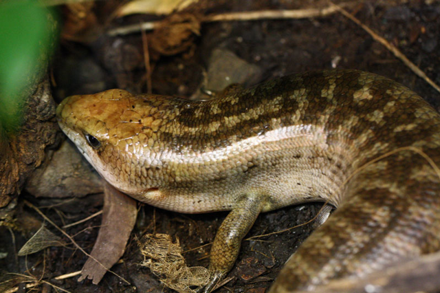Haitian giant galliwasp laying on the forest floor