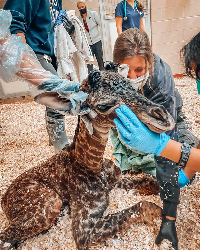 baby giraffe being checked out by vet