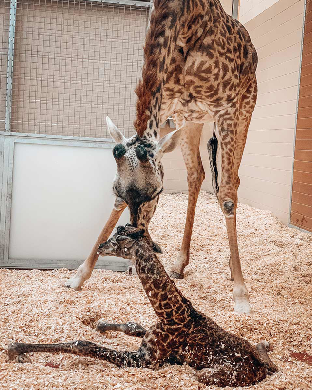 mother and baby giraffe