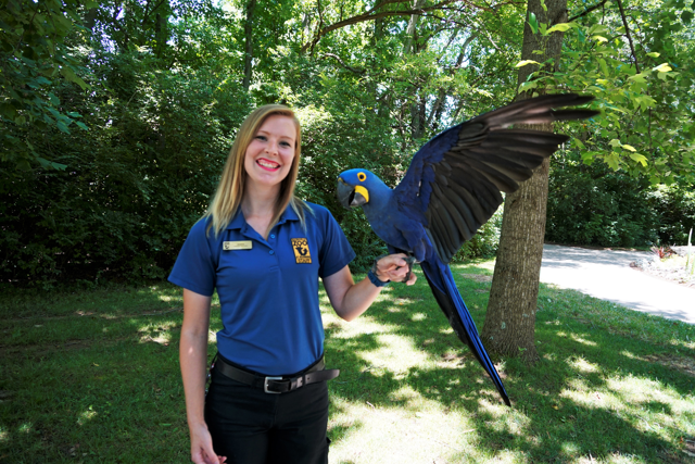 Jessica Knox, Ambassador Animal Lead Keeper, with a blue bird