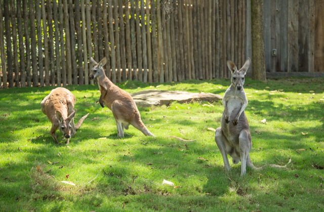Three red kangaroos standing in grass