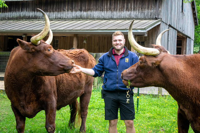 Dakota Sullivan, Hoofstock Keeper, with cattle