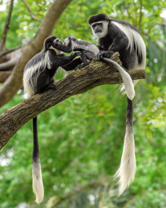 colobus monkeys