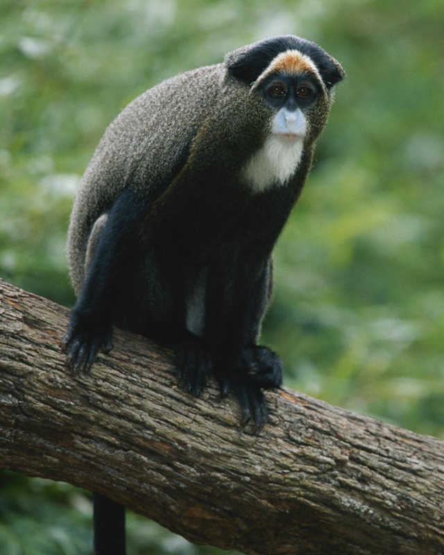 colobus monkeys
