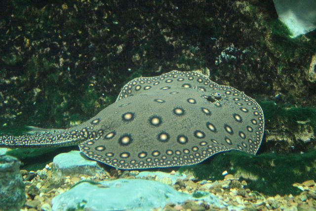 Ocellate river stingray swimming over rocks