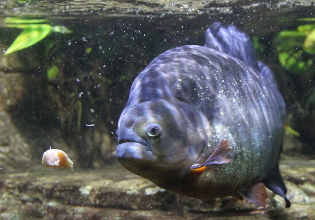 Piranha swimming in water