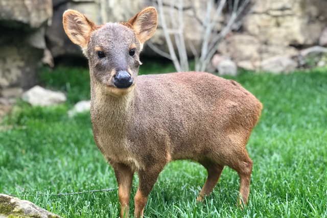 Southern pudu standing in grass
