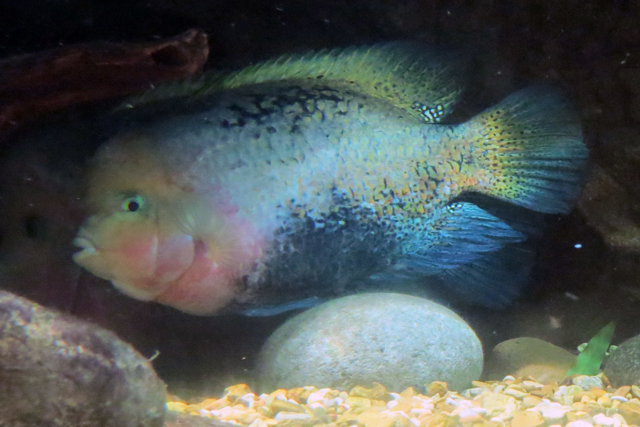 Redhead cichlid swimming in water