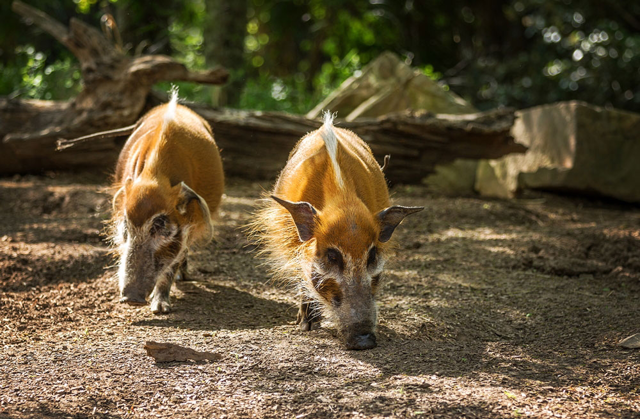 Two red river hogs looking for food