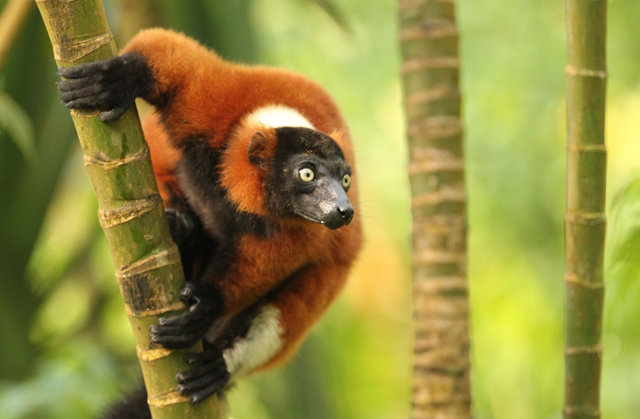 Red ruffed lemur perched on a piece of bamboo