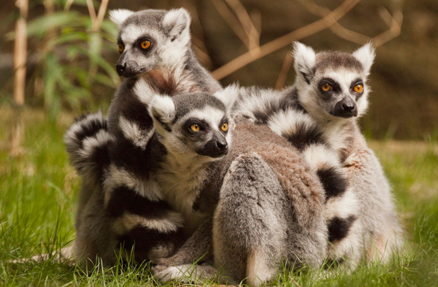 Three ring-tailed lemurs huddled together