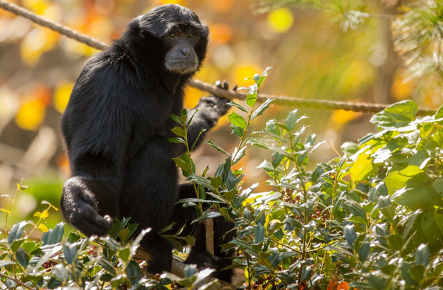 Siamang sitting up in the treetops