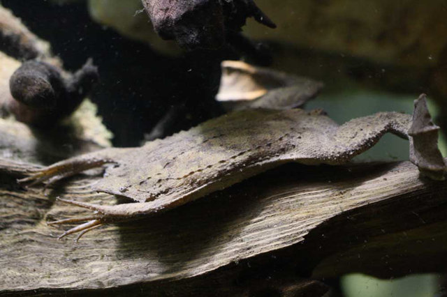 Surinam toad resting under water on a log