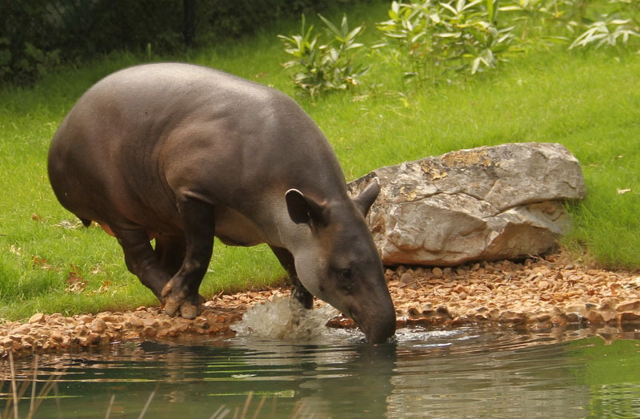 Baird's tapir drinking water