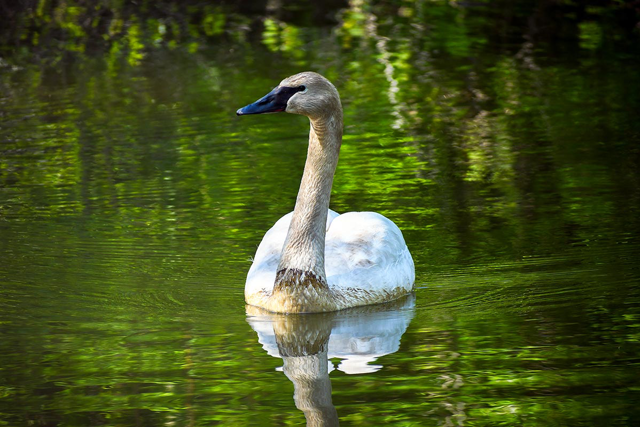 Trumpeter swan swimming on water
