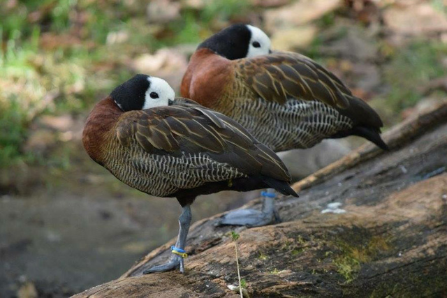 Two white-faced whistling ducks standing on a log