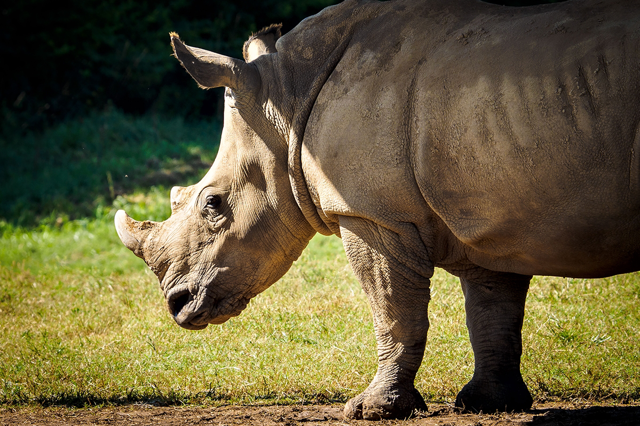 Southern white rhinoceros standing in a field