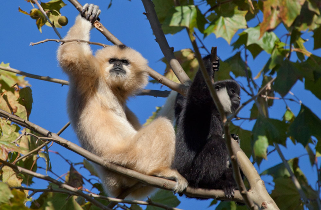 Two white-cheeked gibbons sitting in the treetops