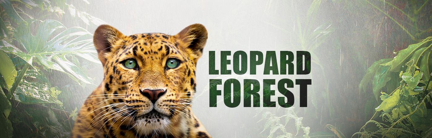 Leopard Forest