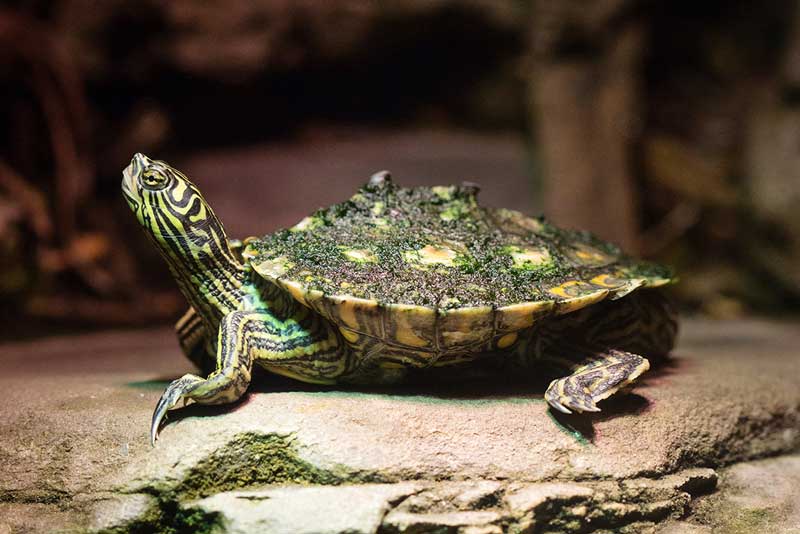Yellow blotched map turtle basking on a rock