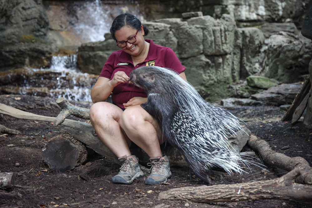 Dori Coburn, Contact Area Keeper, with a porcupine 
