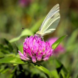 butterfly on flower