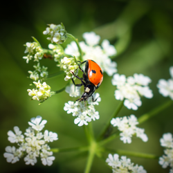 ladybug on flower