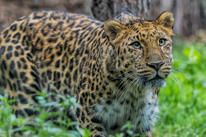 Amur leopard