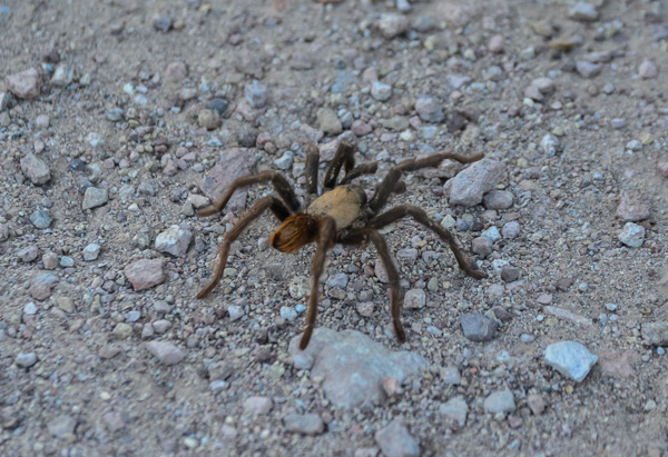 Arizona blonde tarantula